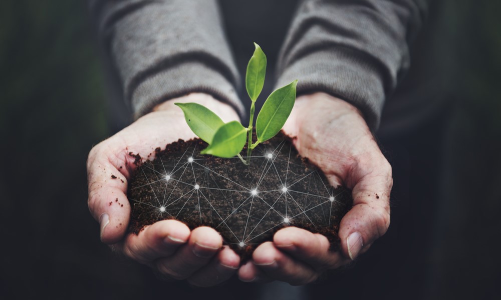 hands holding a small plant
